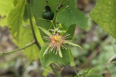 Passiflora jorullensis