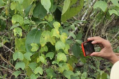 Passiflora jorullensis
