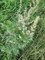 Artemisia vulgaris