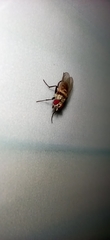 Anthomyia illocata