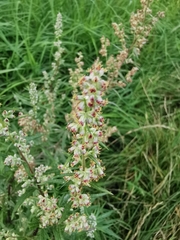 Artemisia vulgaris