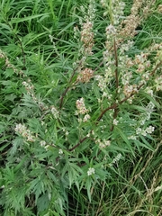 Artemisia vulgaris