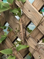 Anacridium aegyptium