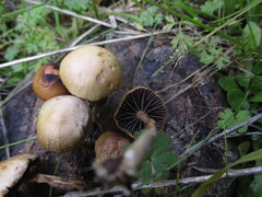 Psilocybe coprophila image