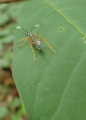 Polycyrtus neglectus