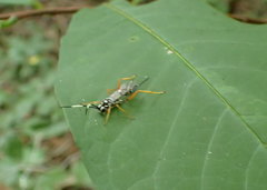 Polycyrtus neglectus