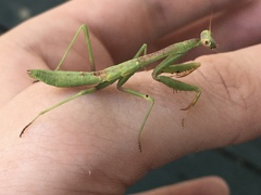 Mantidae