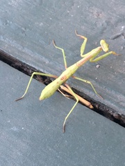 Mantidae