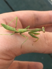 Mantidae