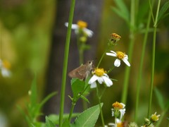 Pelopidas mathias mathias
