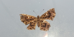 Calydna sturnula