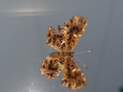 Calydna sturnula