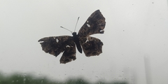Calydna sturnula