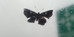 Calydna sturnula