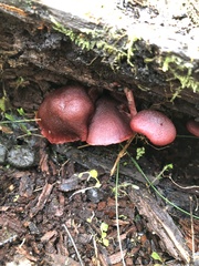 Tubaria rufofulva