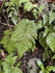 Tectaria cicutaria