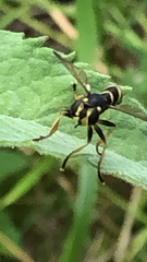 Conopini