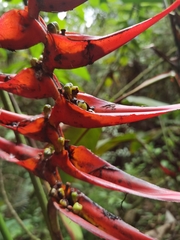 Heliconia lankesteri
