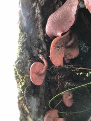 Tubaria rufofulva