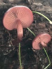 Tubaria rufofulva