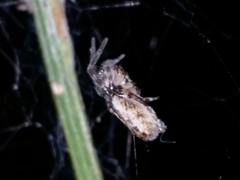 Phryganoporus nigrinus