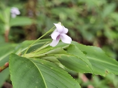Viola stipularis