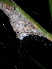 Phryganoporus nigrinus