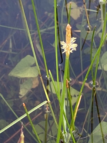 Eleocharis cellulosa image