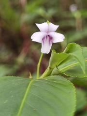 Viola stipularis