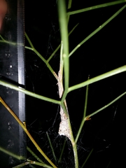 Phryganoporus nigrinus