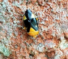 Neocapsus cuneatus