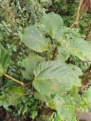 Alchornea latifolia