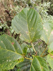 Alchornea latifolia