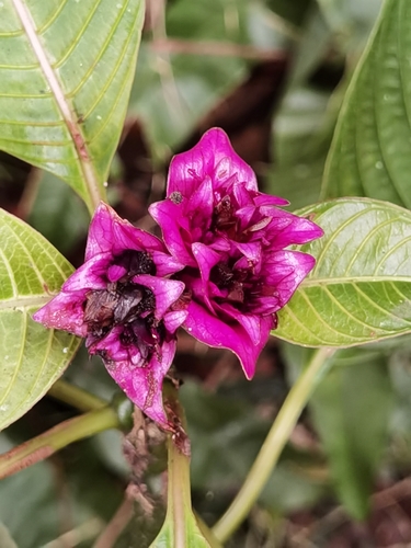 Palicourea chiriquiensis, photograph 1