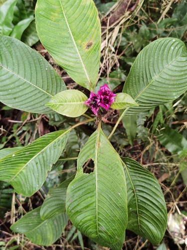 Palicourea chiriquiensis, photograph 2