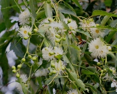 Eucalyptus urophylla