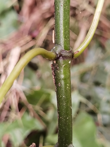 Palicourea chiriquiensis, photograph 3