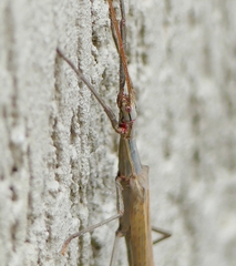 Trachythorax sparaxes