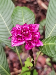 Palicourea chiriquiensis