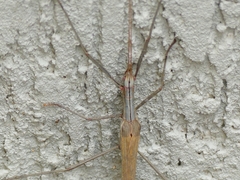 Trachythorax sparaxes