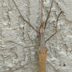 Trachythorax sparaxes