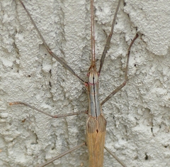 Trachythorax sparaxes