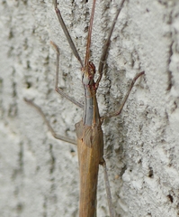 Trachythorax sparaxes