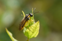 Athalia cordata