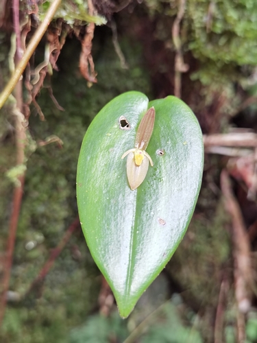 Pleurothallis homalantha, photograph 5