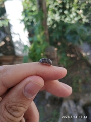 Armadillidium