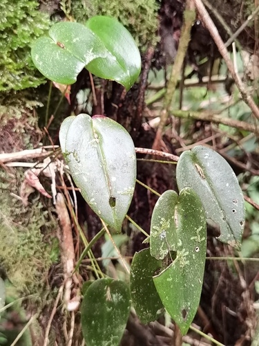 Pleurothallis homalantha, photograph 6