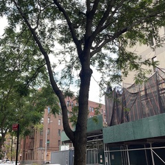Gleditsia triacanthos