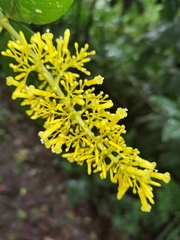 Palicourea lasiorrhachis