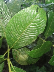 Palicourea lasiorrhachis